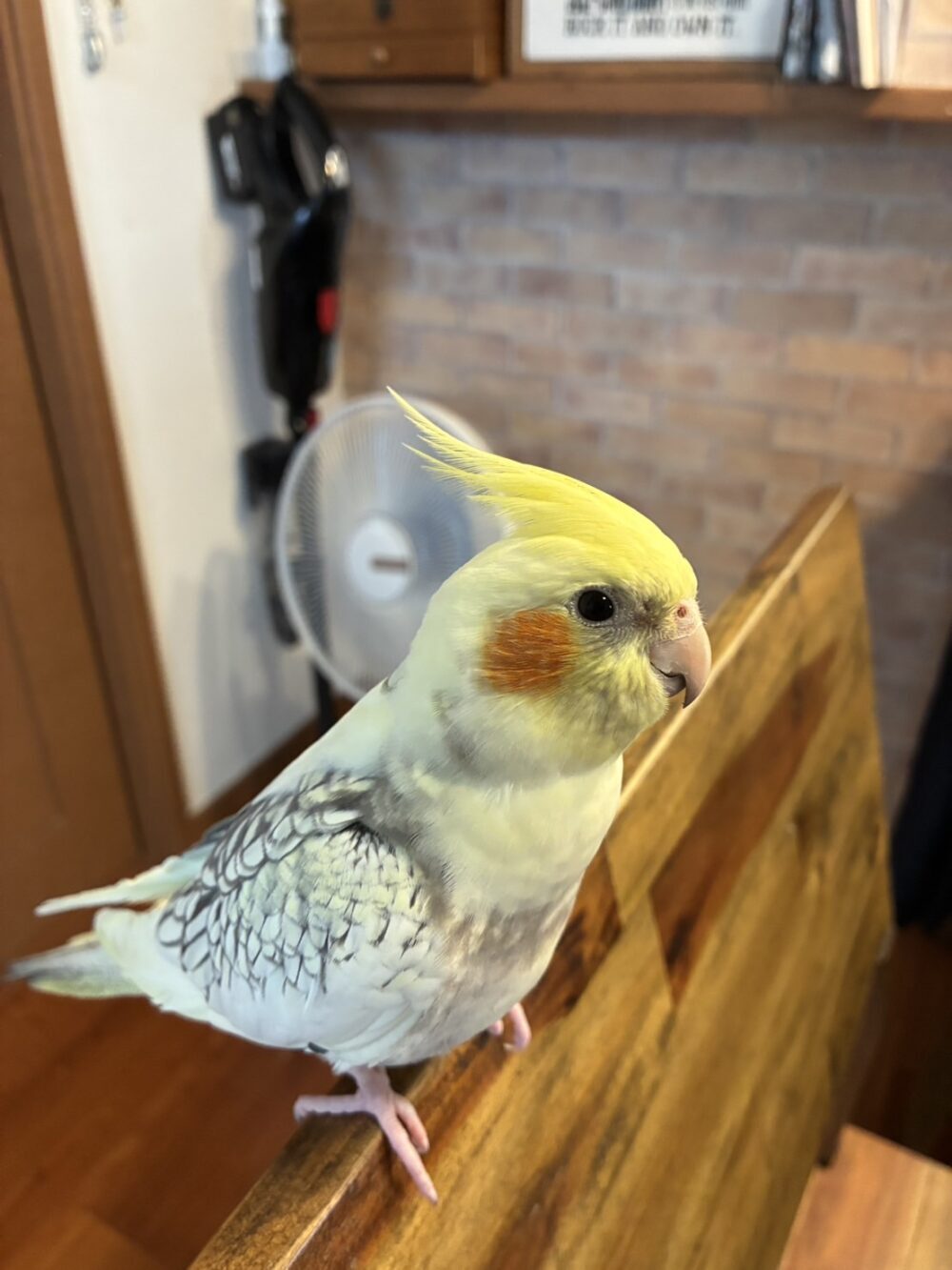 まいどんどん