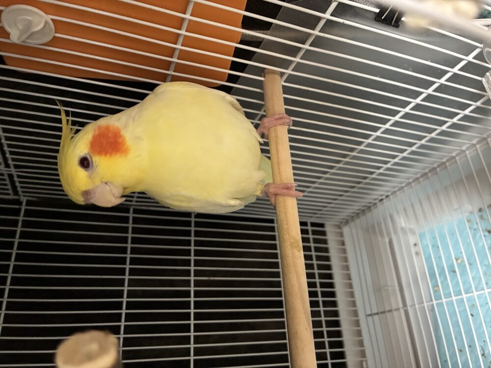 みかん