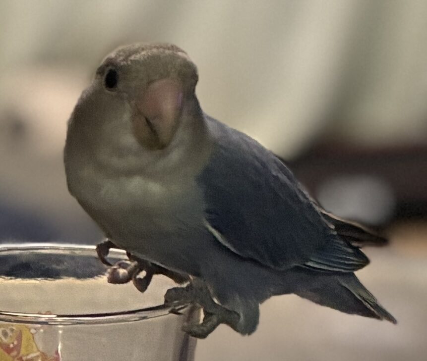 わわ