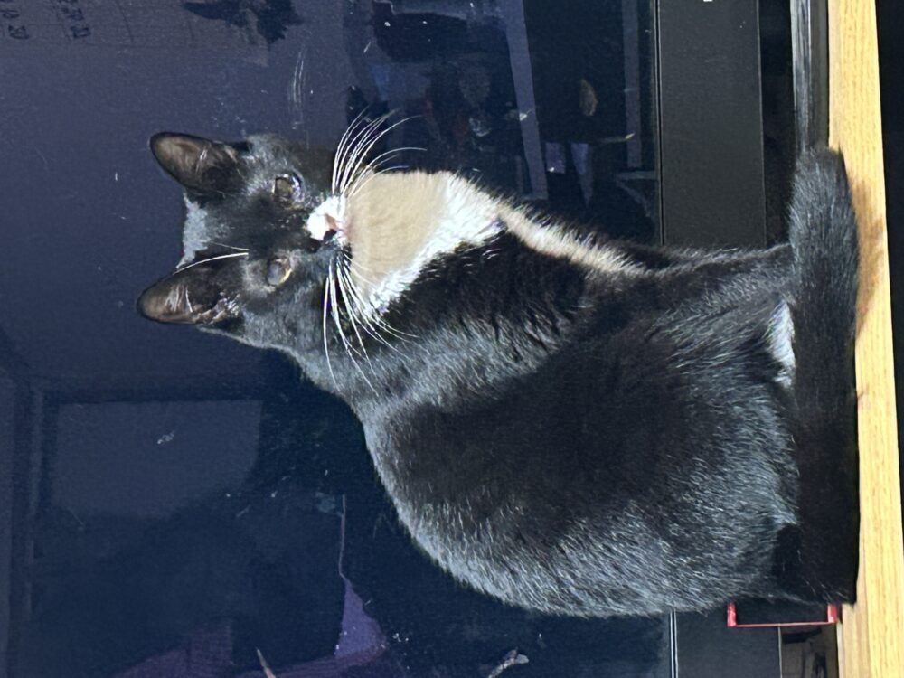 あやぽん