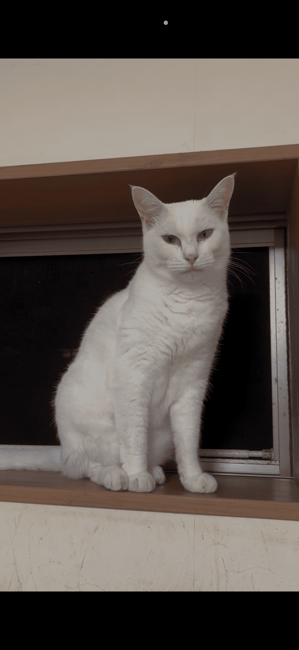 ぽん