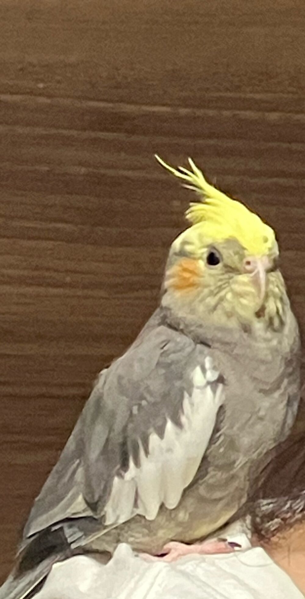 ふっちゃん