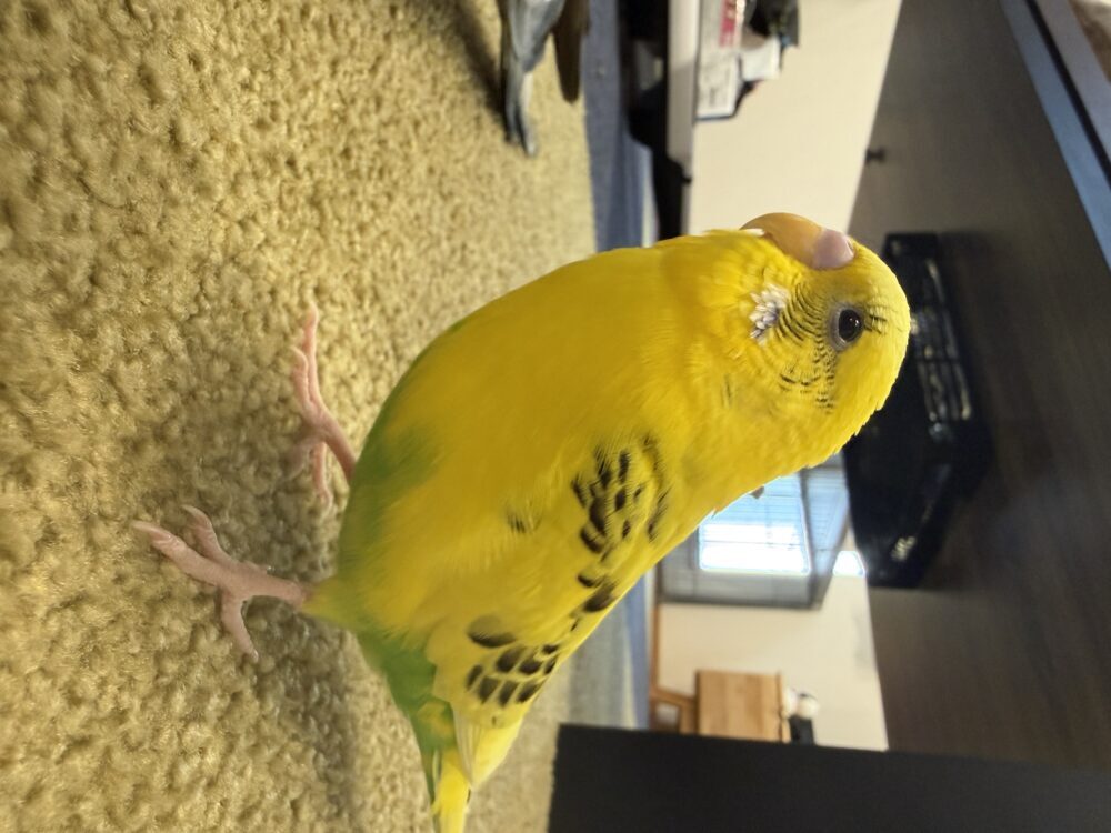 よっさん