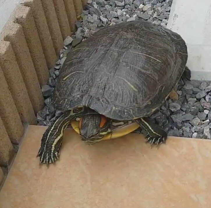 カメダ