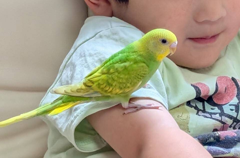 うえだ