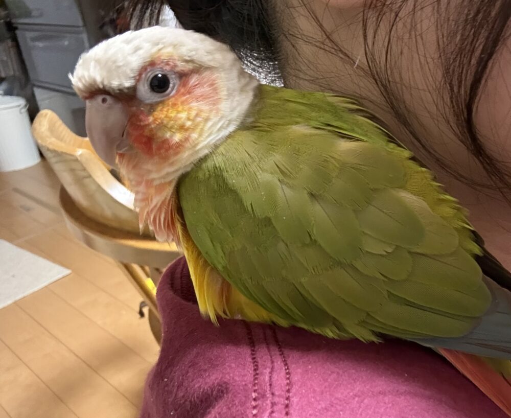 すいか