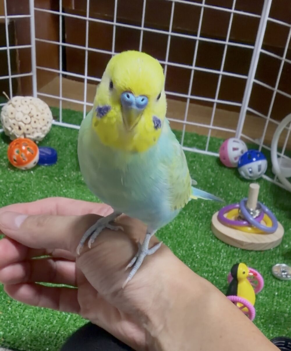 リコちゃん