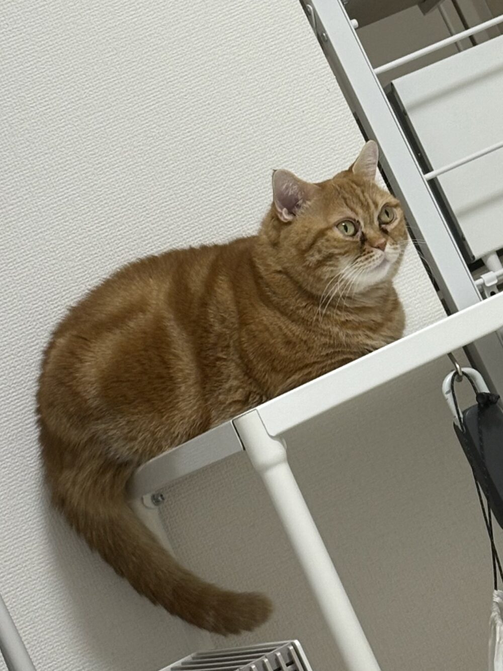 みりん