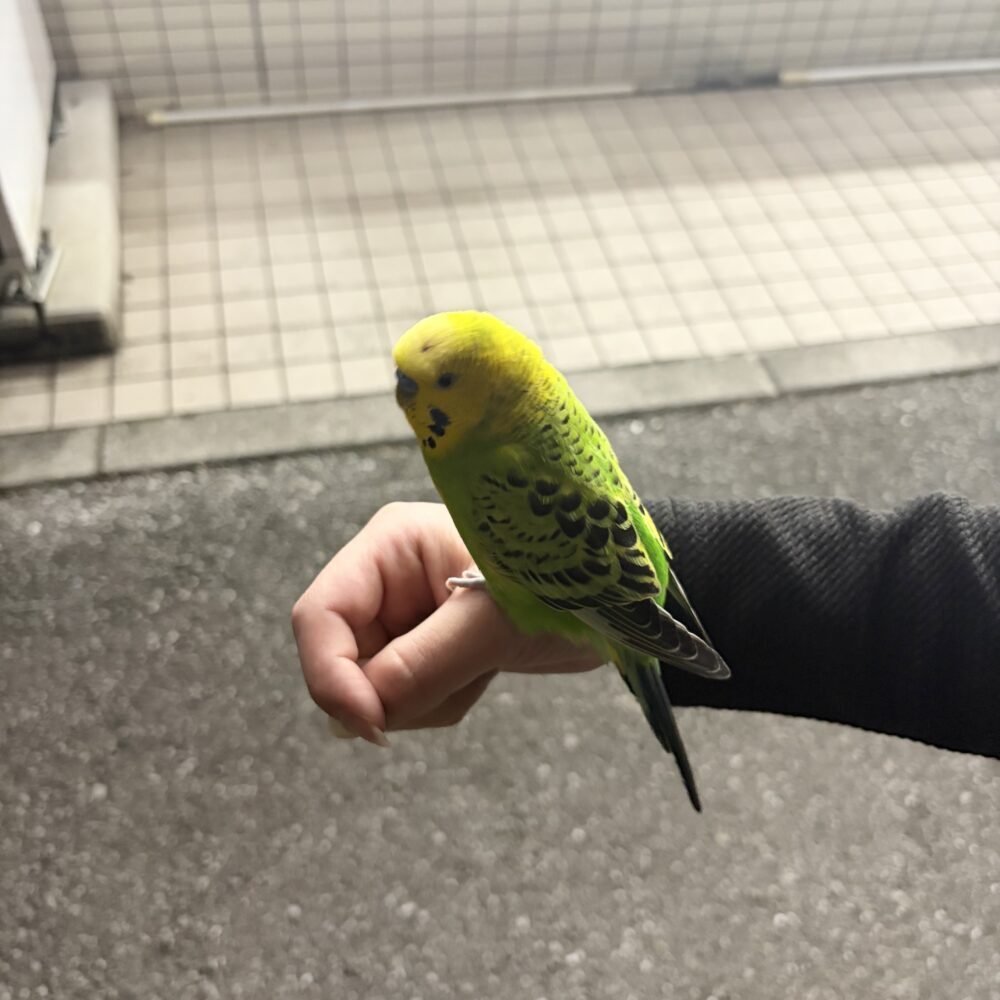 ひかる