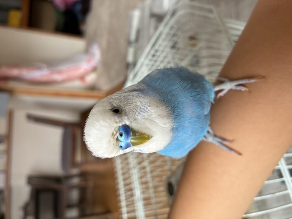 ぱびこの母