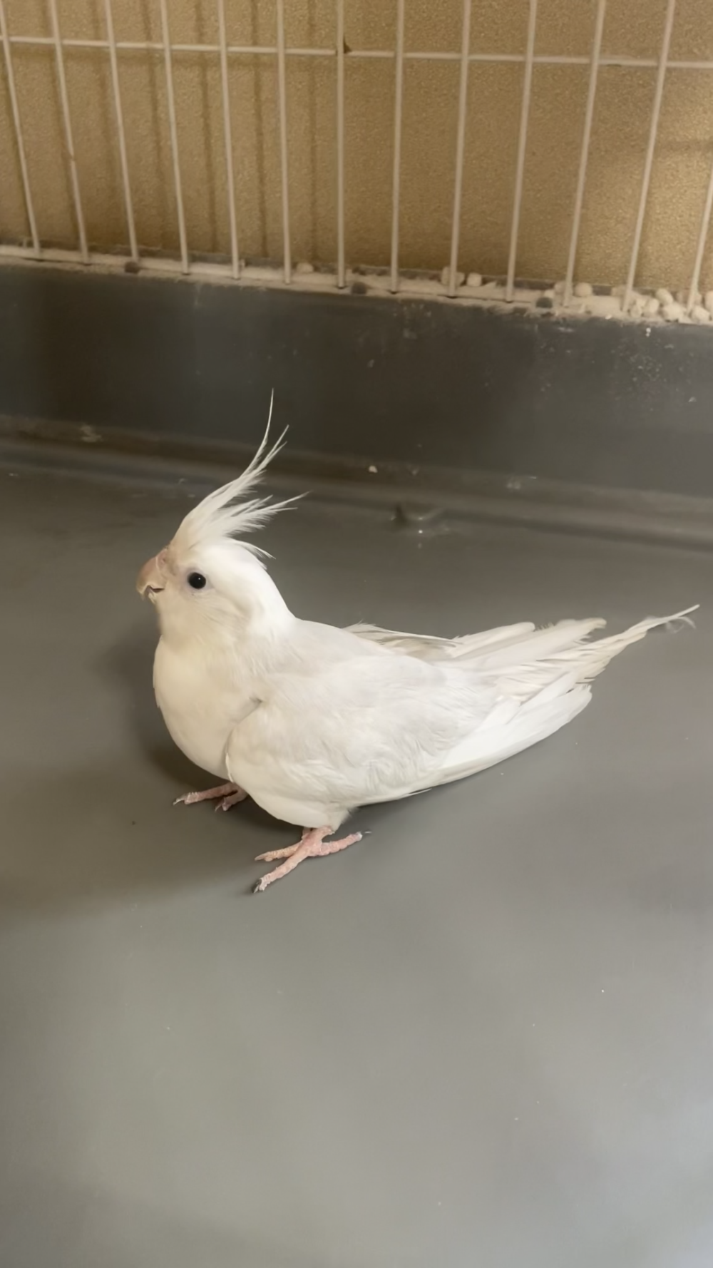 やわら