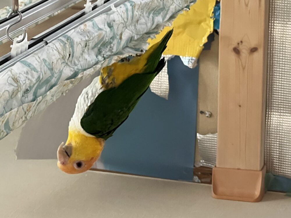 たまご
