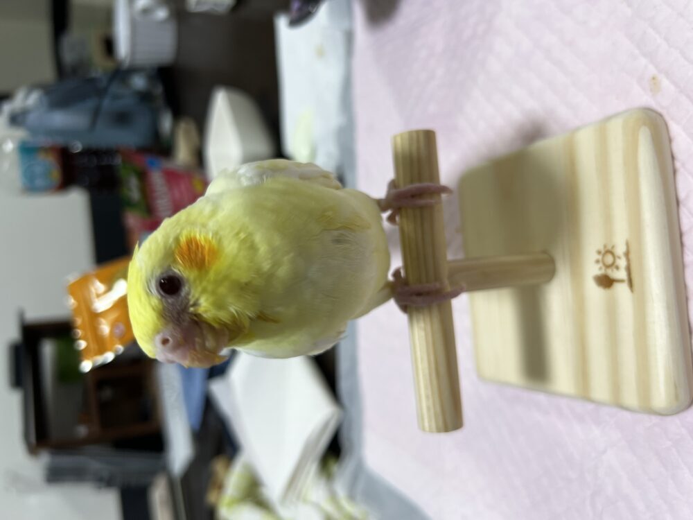 あーたん
