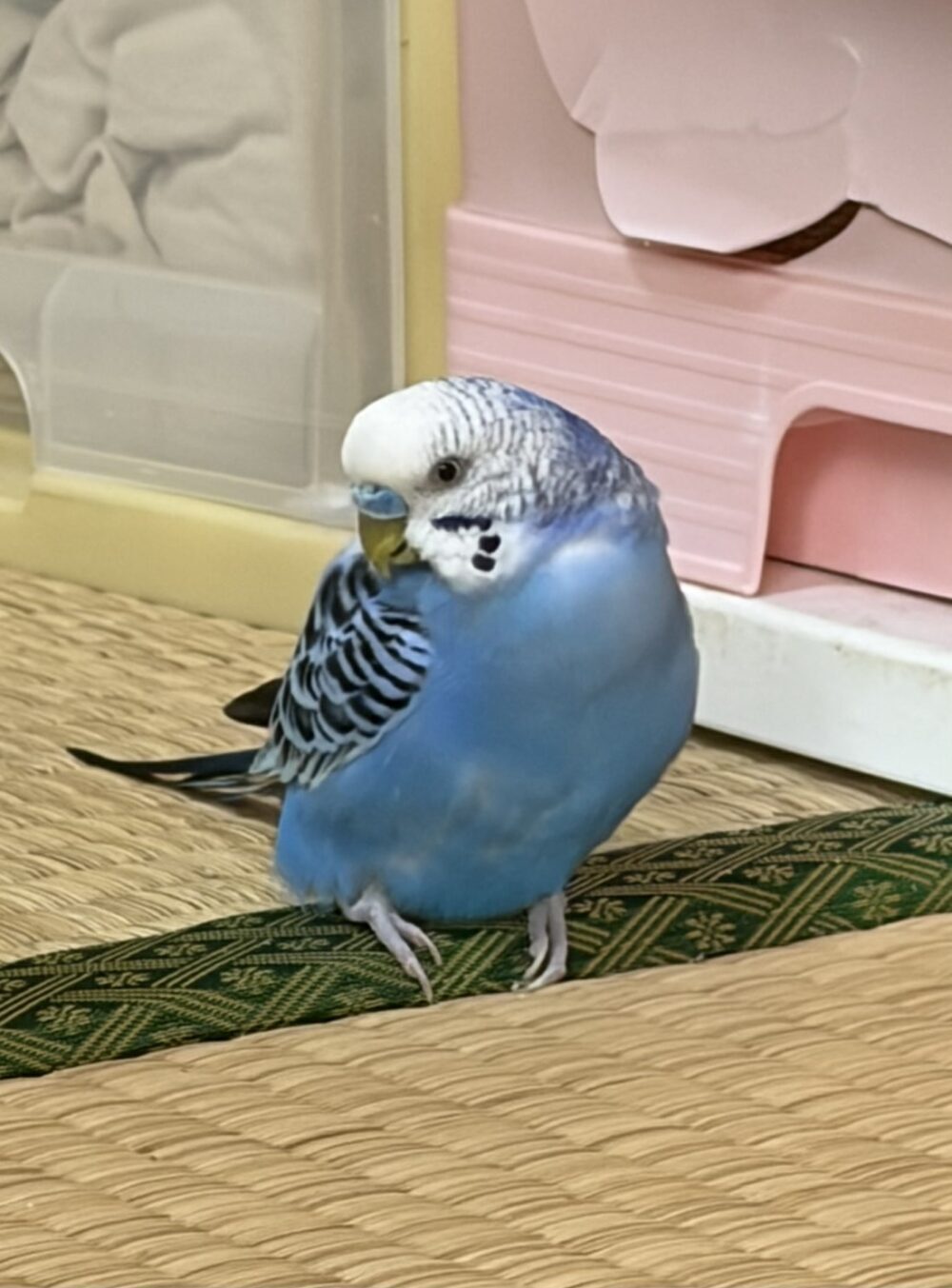 インコ