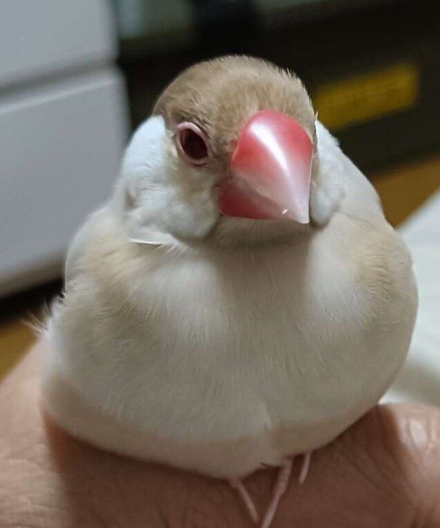 はろ