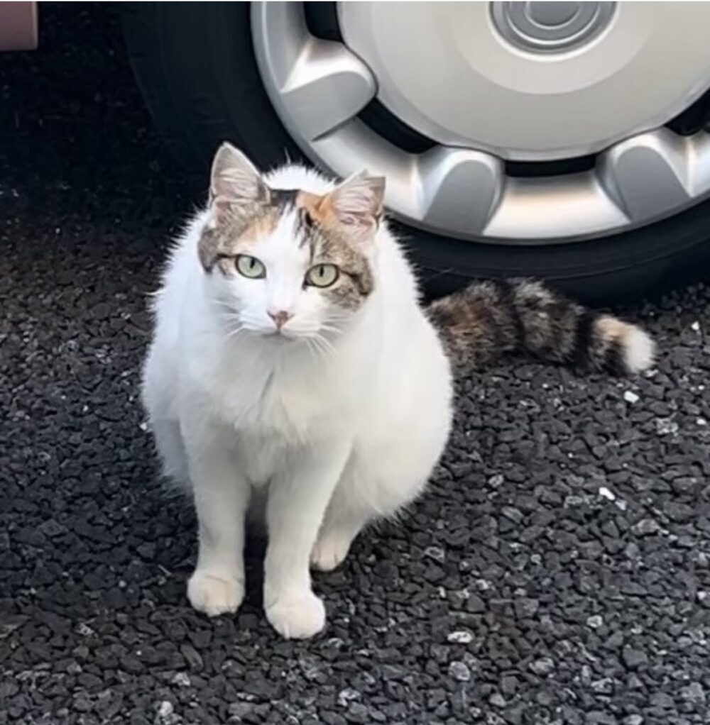 さくら