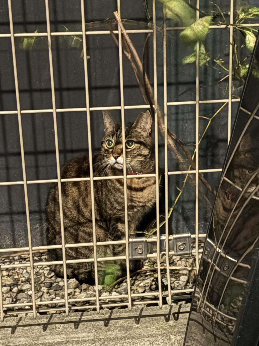 けい