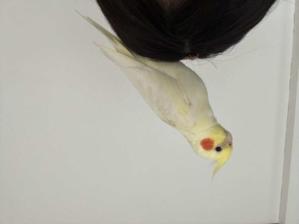 さと