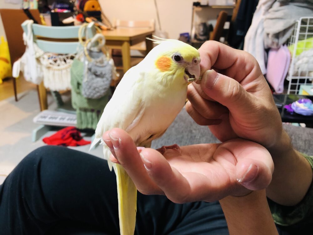 ピノ