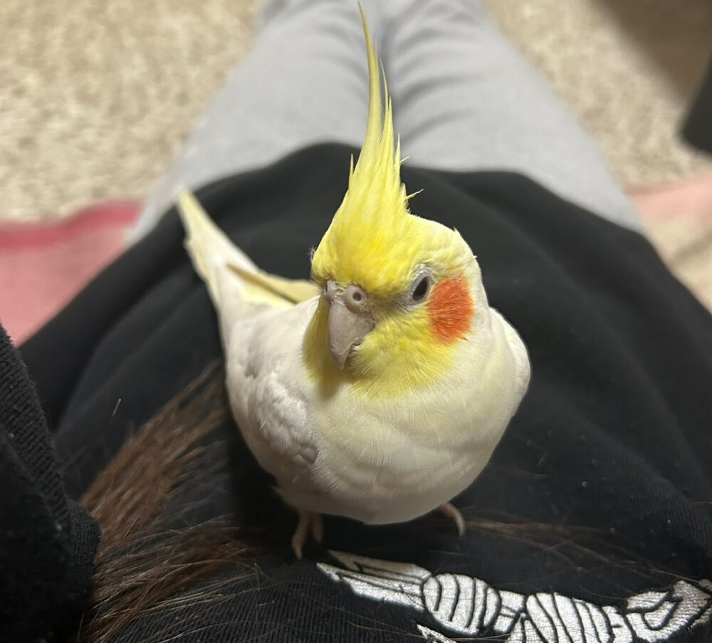 オカメインコ