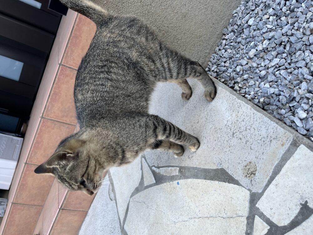 ねこねこ