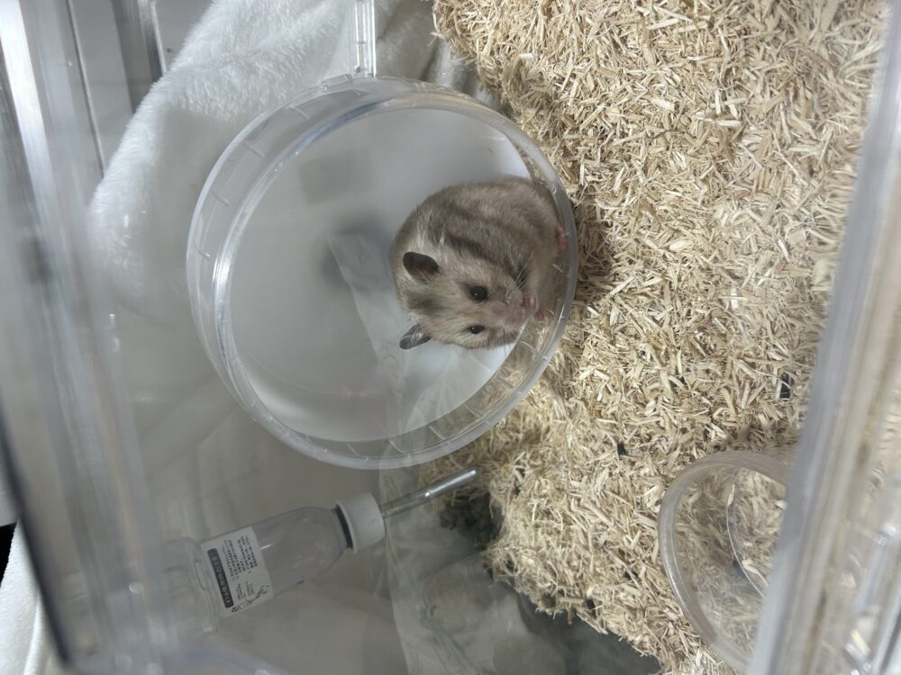 おもち