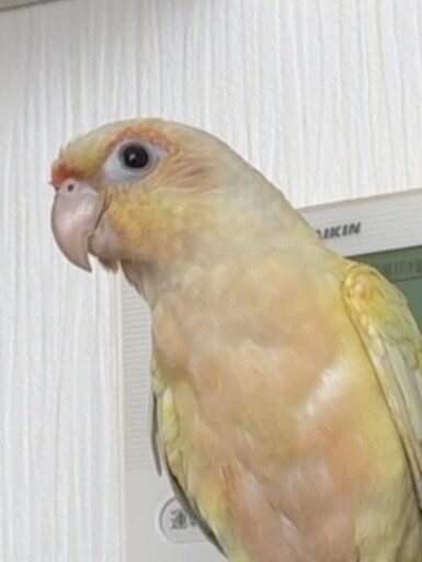 ハビ