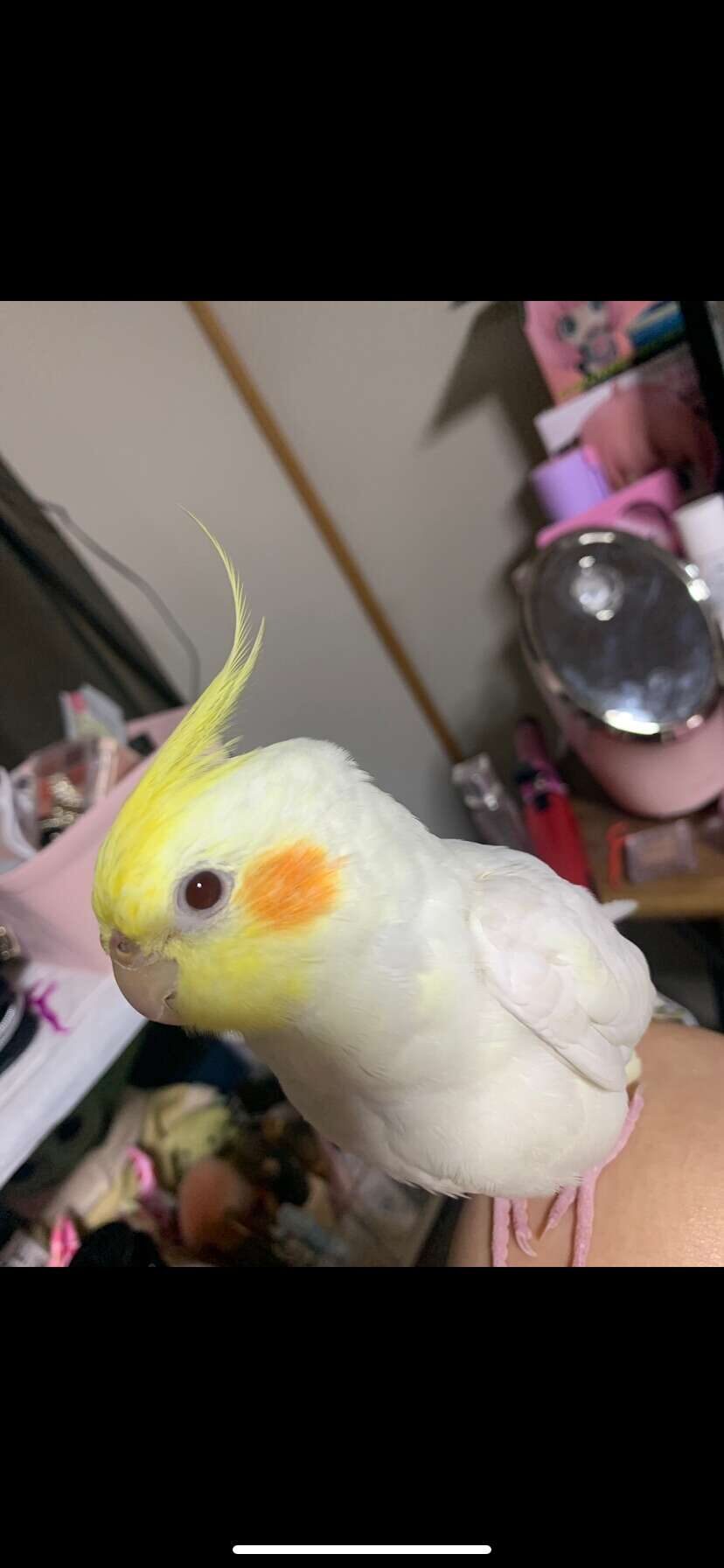みっす