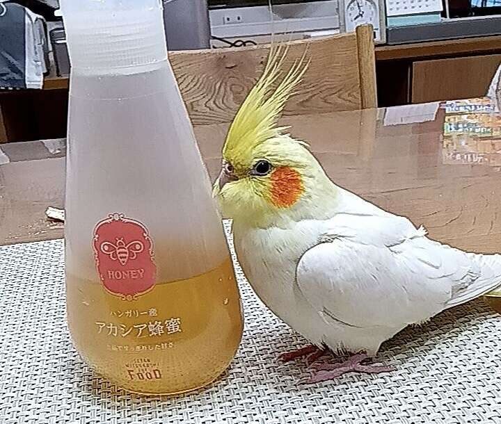 こっこ