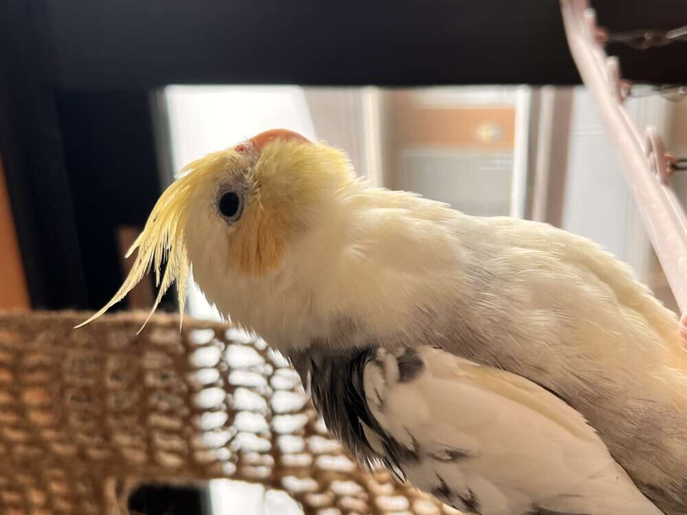 ろぶ
