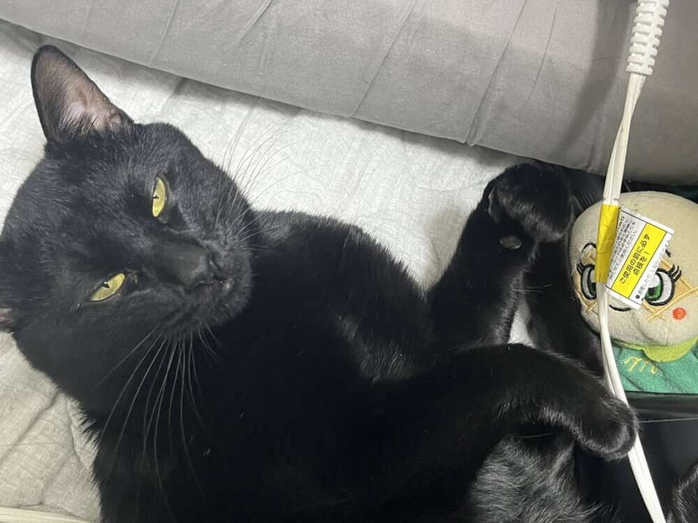 加藤 三葉