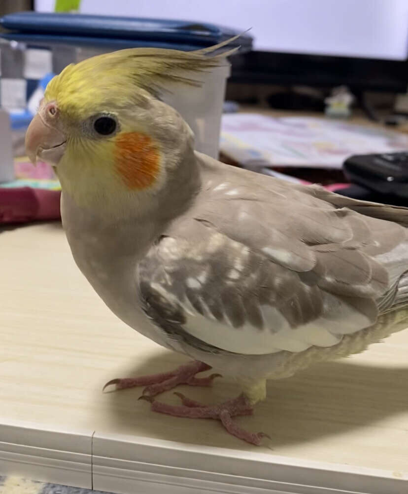 えむ