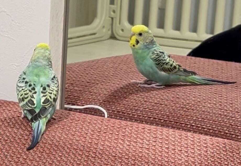 あかり