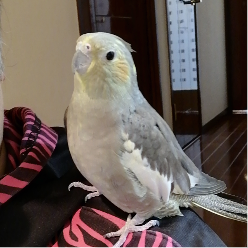 Goro