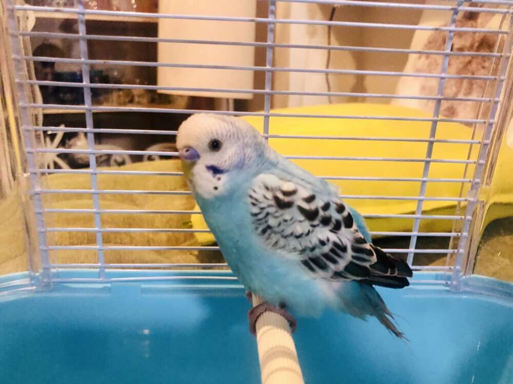 うきちゃん