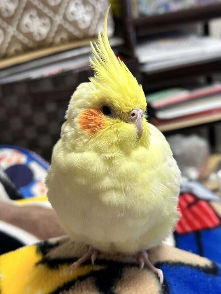 いちご