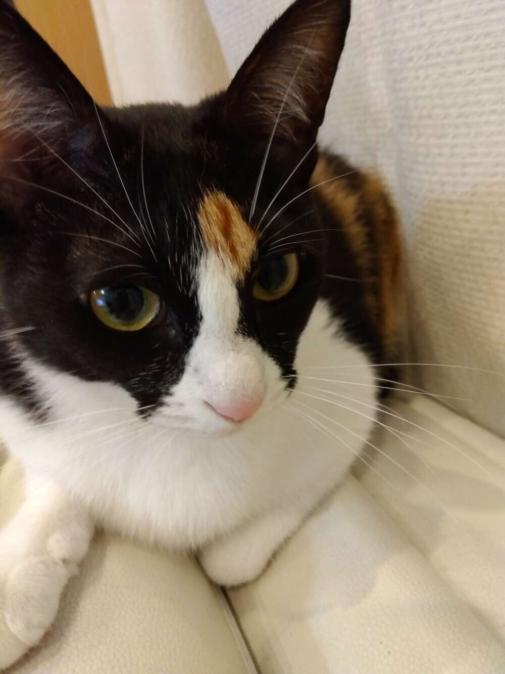 猫探し中