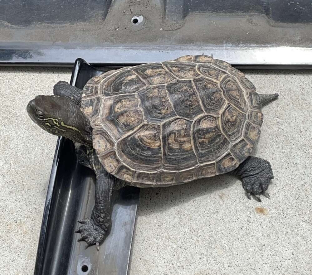 あすにゃん