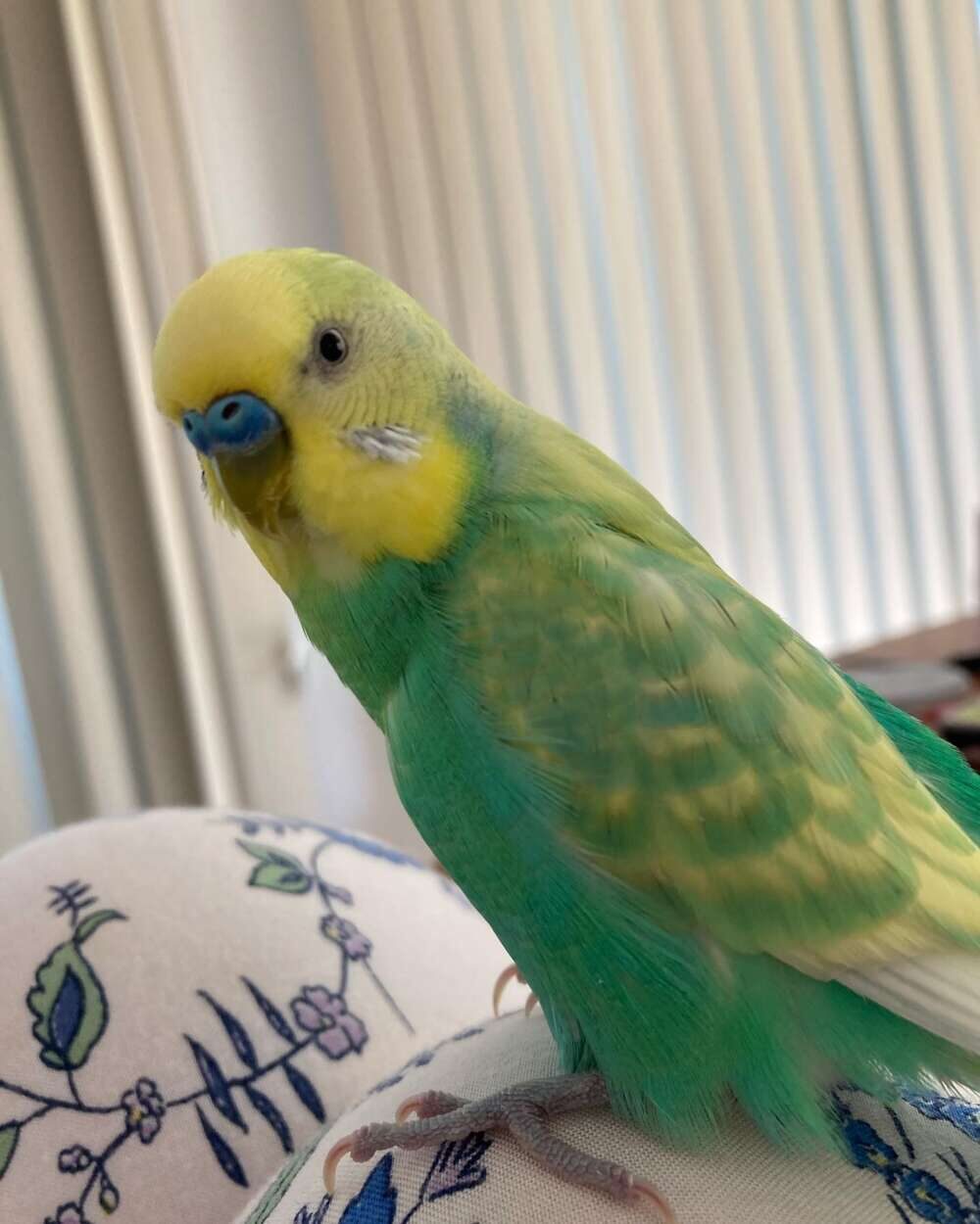 ベラミ