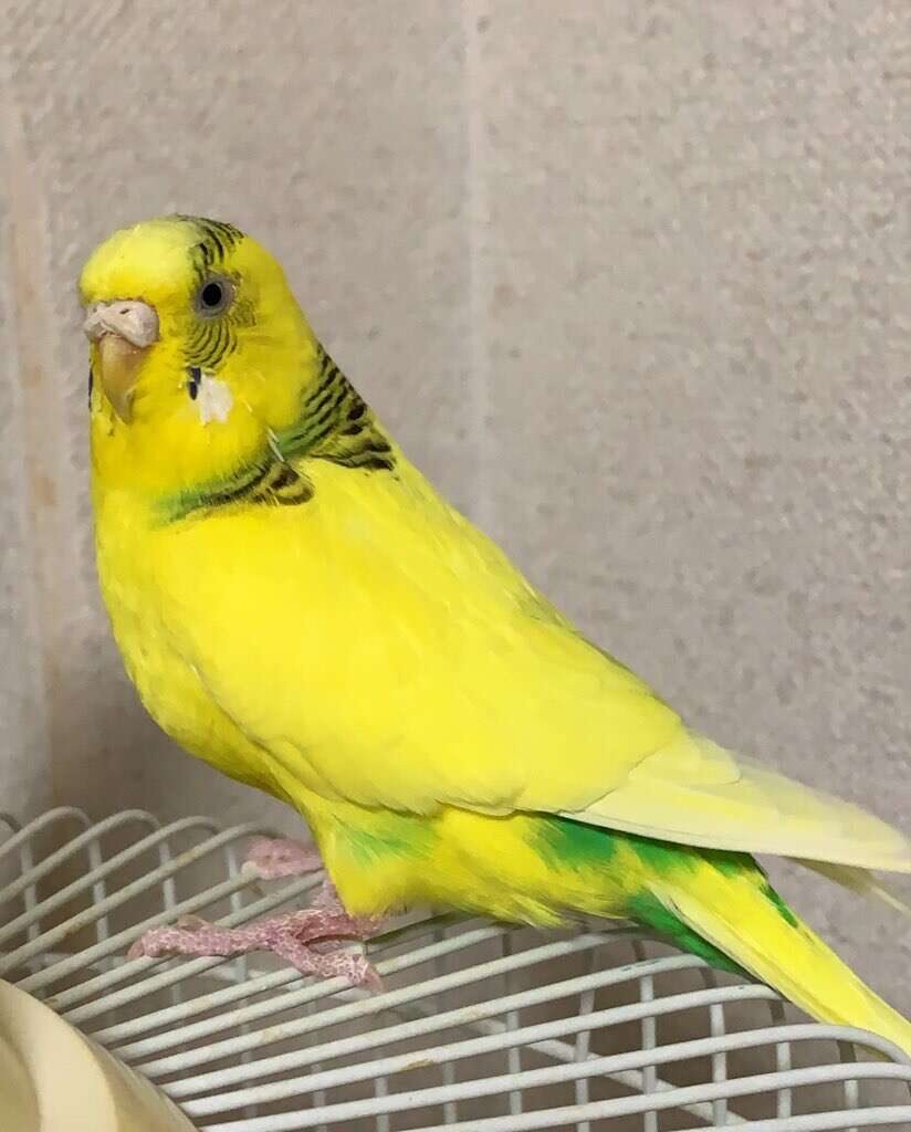コバヤシ