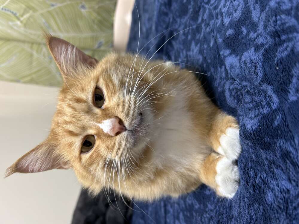 holly
