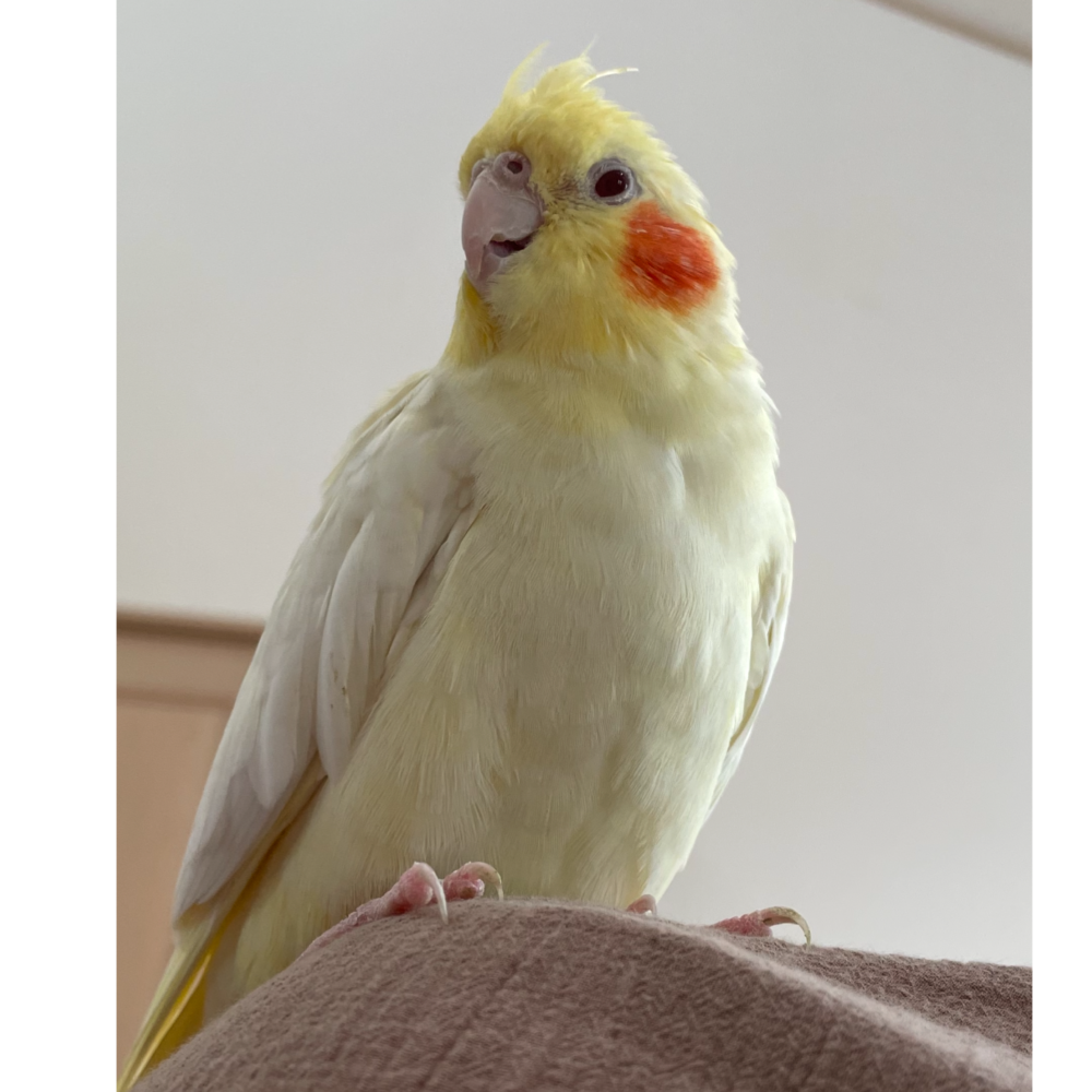 りんごちゃんの飼い主
