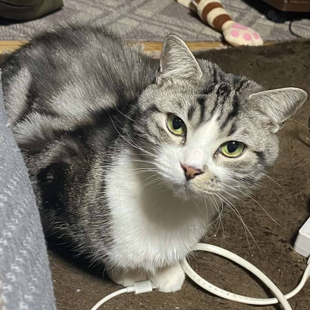 つな