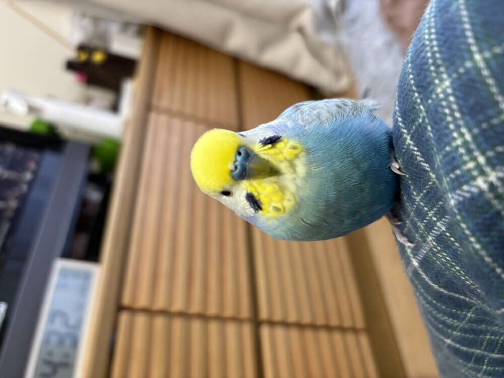しばいぬ