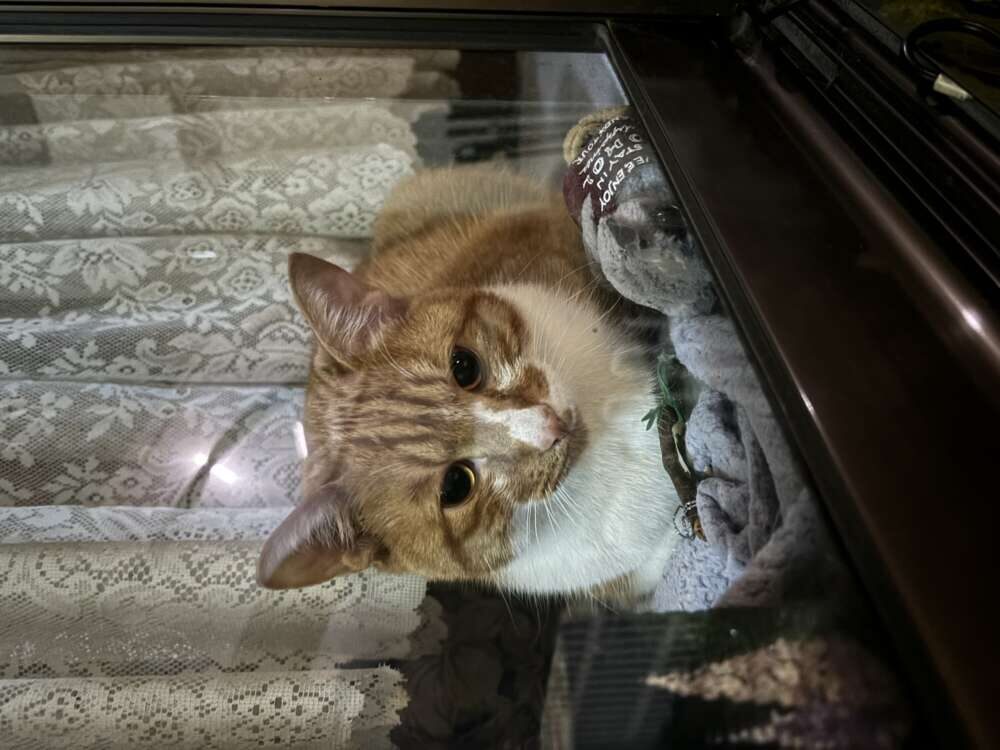 もも