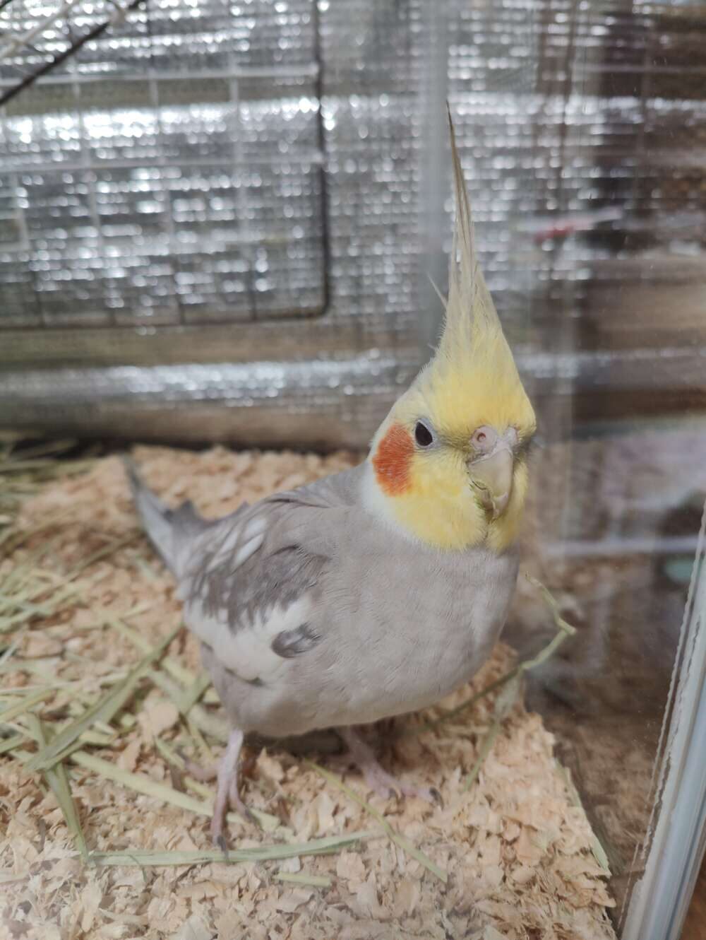 あまち