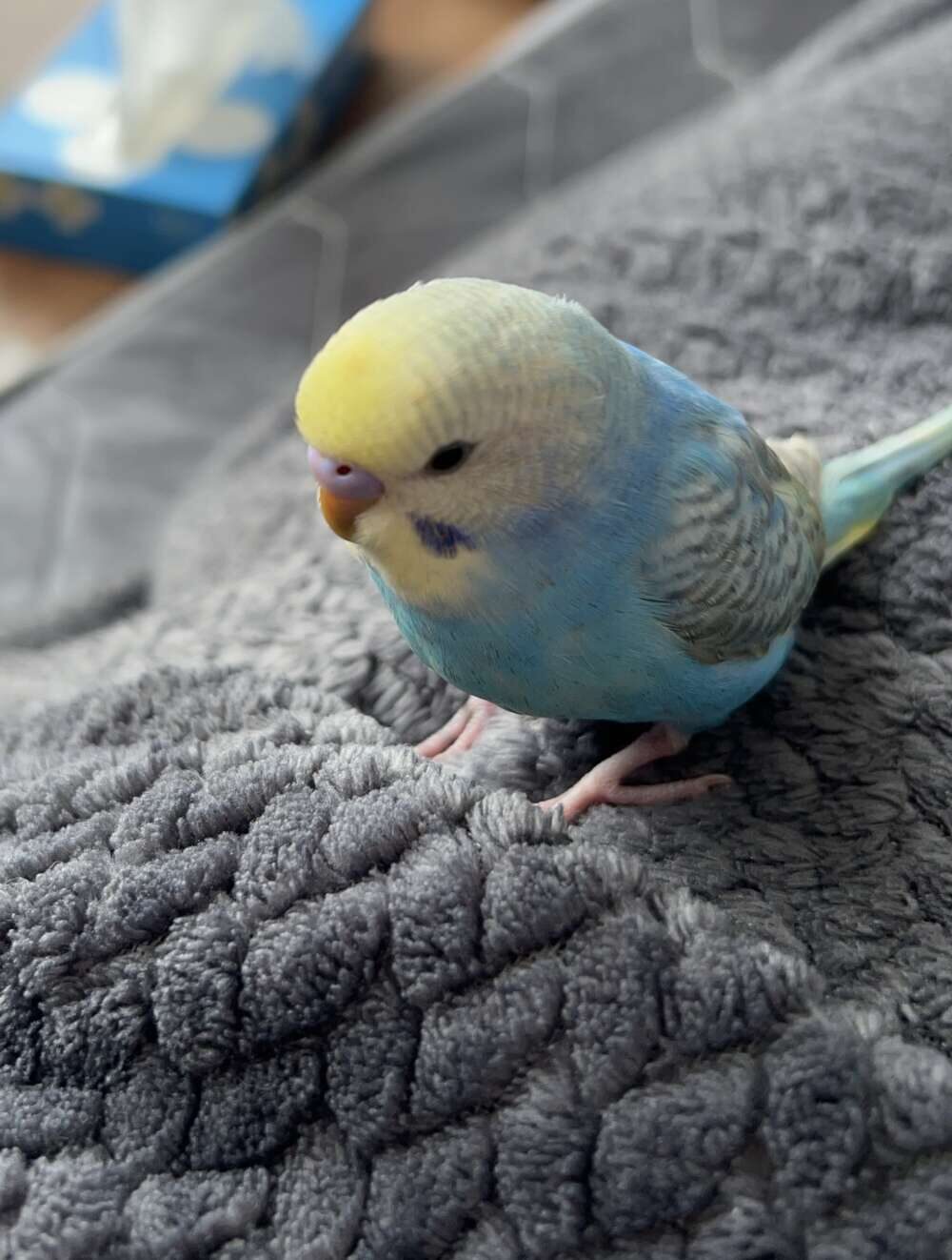 さら