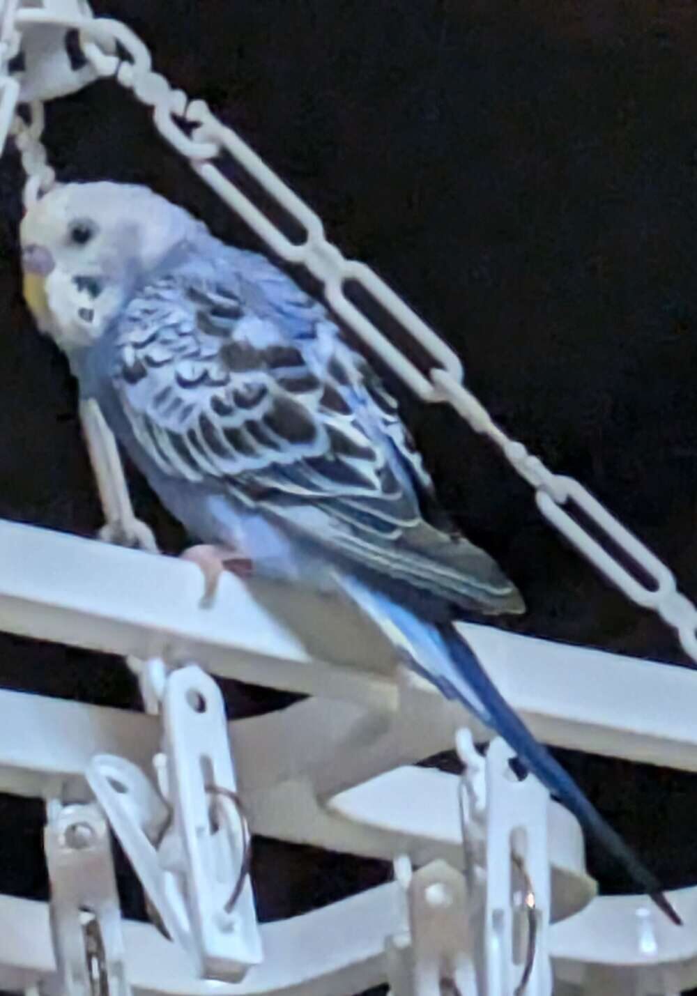 ルビー