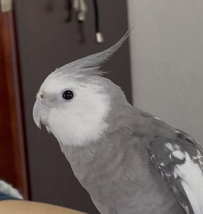 しゅぐる