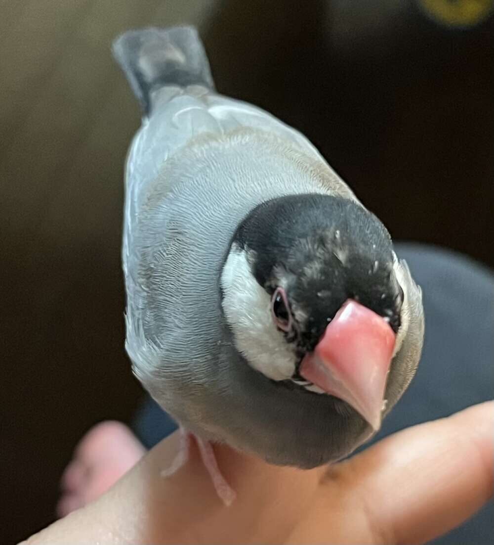 もふふわ